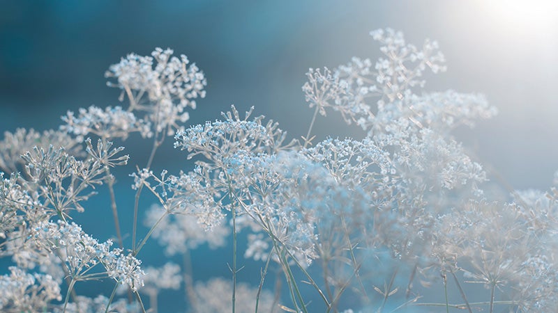 Vinterbild med snö och vita blommor