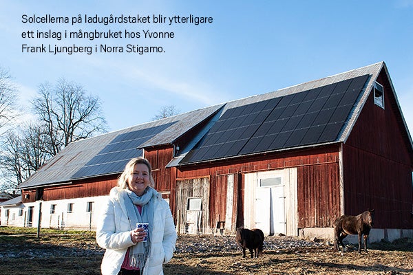 Solcellerna på ladugårdstaket blir ytterligare ett inslag i mångbruket hos Yvonne Frank Ljungberg i Norra Stigamo.