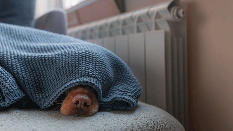 En hund ligger på en soffa under en blå filt.