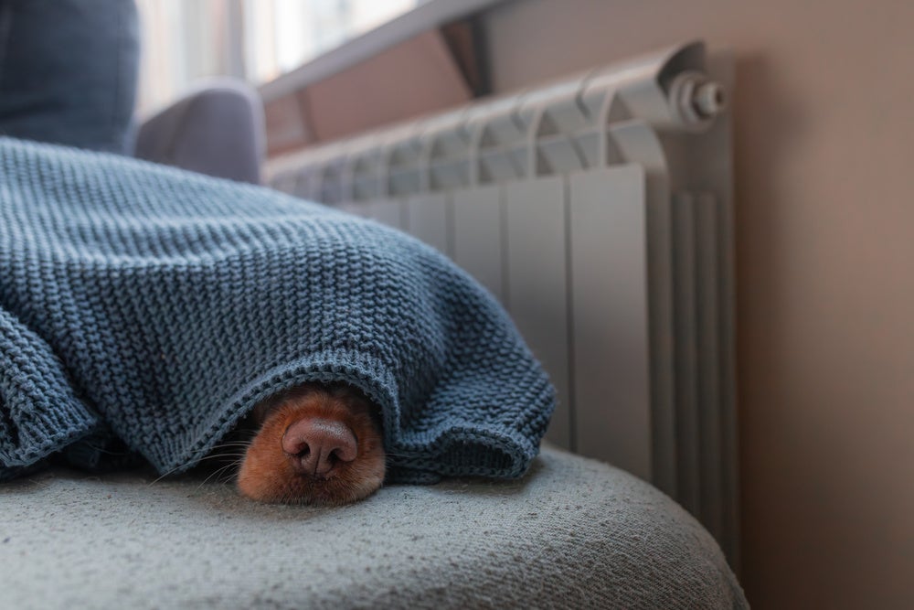 En hund ligger på en soffa under en blå filt.