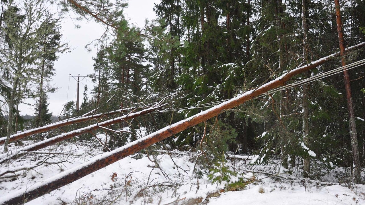 Träd har fallit över elledningar i en skog efter ett snöfall. De snötäckta träden och marken omger kraftledningarna, och situationen visar potentiell skada på elnätet.